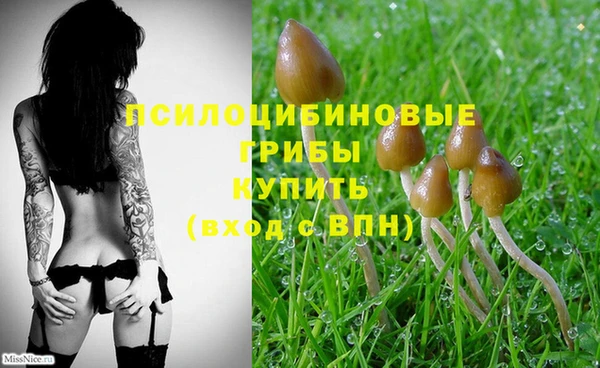PSILOCYBIN Абинск